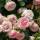 Strauchrose Eden Rose C5