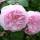 Strauchrose Eden Rose C5
