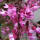 Hänge-Judasbaum Ruby Falls 175-200cm rotblättrig im C7,5