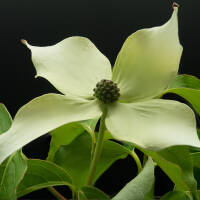 Japanischer Blumen-Hartriegel Milky Way 175-200cm im C30