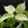 Japanischer Blumen-Hartriegel Milky Way 175-200cm im C30