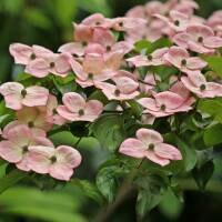 Japanischer Blumen-Hartriegel Satomi 80-100cm im C12