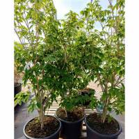 Japanischer Blumen-Hartriegel Teutonia 60-80cm im Co