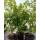 Japanischer Blumen-Hartriegel Teutonia 60-80cm im Co
