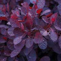 Roter Perückenstrauch Royal Purple 80-100cm im C10