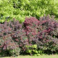 Roter Perückenstrauch Royal Purple 80-100cm im C10