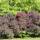 Roter Perückenstrauch Royal Purple 80-100cm im C10