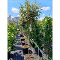 Wintergrüne Ölweide Compacta Kugel 30-40cm mit...