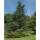 Blaue Atlaszeder Glauca 150-175cm im Co