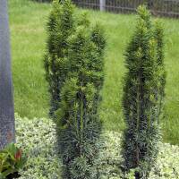 Schmale S&auml;ulen-Eibe Fastigiata Robusta 40-50cm