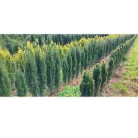 Schmale S&auml;ulen-Eibe Fastigiata Robusta 40-50cm