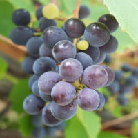 Weinrebe blau Uhudler Isabella 150cm