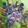 Weinrebe blau Uhudler Isabella 150cm