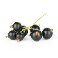 Schwarze Johannisbeere Titania im 6l Topf