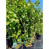 Schwarze Johannisbeere Titania im 6l Topf