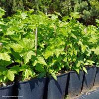 Schwarze Johannisbeere Titania im 6l Topf