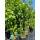 Schwarze Johannisbeere Titania im 6l Topf