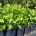 Schwarze Johannisbeere Titania im 6l Topf