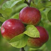Säulenapfel Mc Intosh 80cm +im C5