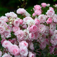 Bodendecker-Rose The Fairy im 1,5l Topf