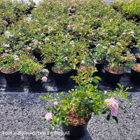 Bodendecker-Rose The Fairy im 1,5l Topf