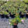 Bodendecker-Rose The Fairy im 1,5l Topf