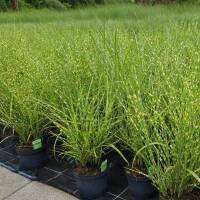 Gestreiftes Zebra-China Schilf Strictus 60-80cm