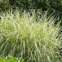 Gestreiftes China Schilf Variegatus 80-100cm