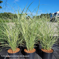 Gestreiftes China Schilf Variegatus 80-100cm
