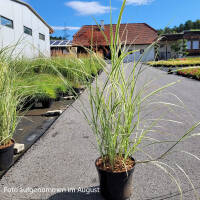 Gestreiftes China Schilf Variegatus 80-100cm