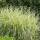 Gestreiftes China Schilf Variegatus 80-100cm