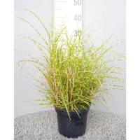 Kleines Zebra-China-Schilf  Little Zebra C3