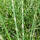 Kleines Zebra-China-Schilf  Little Zebra C3
