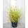 Kleines Zebra-China-Schilf  Little Zebra C3