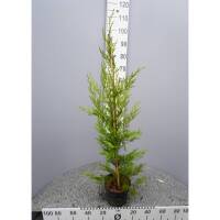 S&auml;ulen-Leyland-Zypresse &lsquo;Pyramidalis&rsquo;...