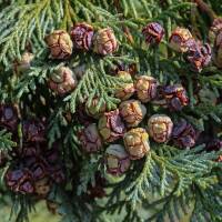 S&auml;ulen-Leyland-Zypresse &lsquo;Pyramidalis&rsquo;...