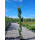 Grünblättrige Säulenrotbuche Dawyck 200-250cm