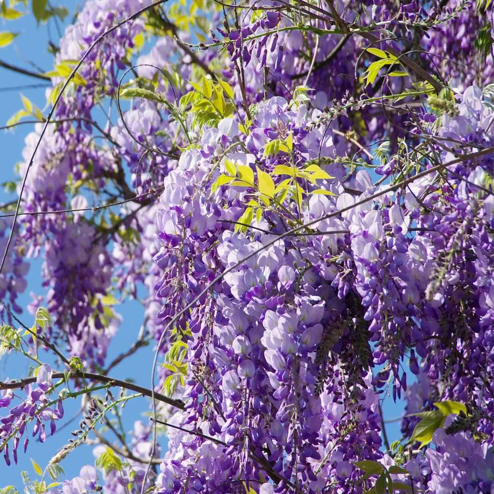 Blauregen 'Prolific' Schirm Stammhhe 220cm online bestellen, 384,66