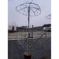 Blauregen Prolific Schirm Stammhöhe 220cm