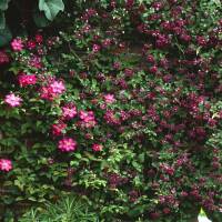 Clematis Ville de Lyon im C2
