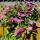 Clematis Ville de Lyon im C2