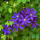 Clematis The President 60+cm im C2