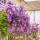 Clematis The President 60+cm im C2