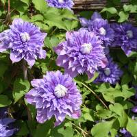 Clematis Multi Blue 60+cm im C2