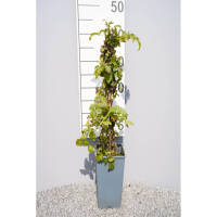 Clematis Gewöhnliche Waldrebe 60cm+ im C2