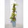 Clematis Gewöhnliche Waldrebe 60cm+ im C2