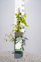 Clematis Mme Le Coultre 60cm+ im C2