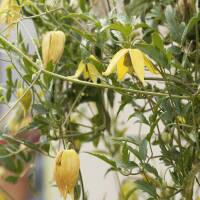 Clematis Gold-Waldrebe 60cm+ im C2