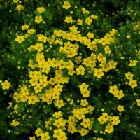 Fingerstrauch Kobold gelb 10-15cm | 9cm Topf