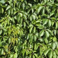 Wilder Wein 150-175cm